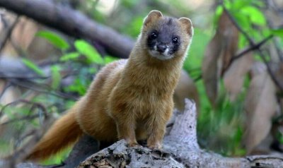 ​1997年黄鼠狼“讨封”事件，究竟是真是假？动物成精有科学依据吗