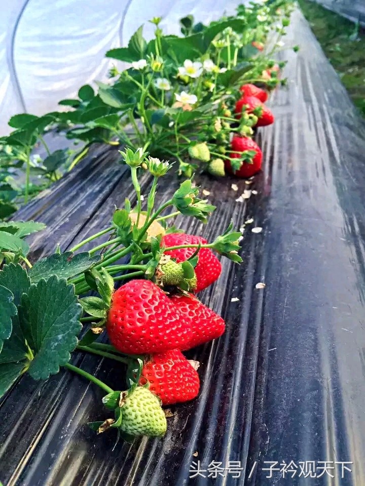 农村草莓采摘园入园收费25，带走每斤15，农民直呼吃不起