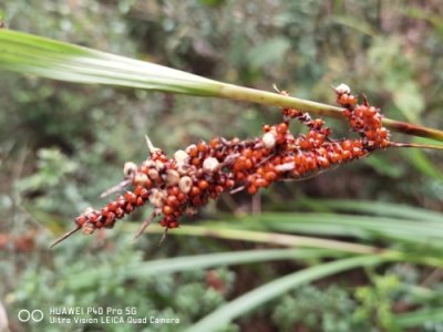 ​雌雄同体—薹（tai）草