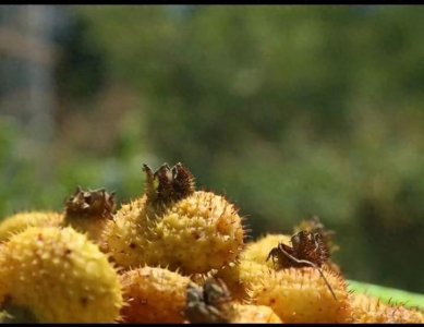 ​认识刺梨 补充超强VC