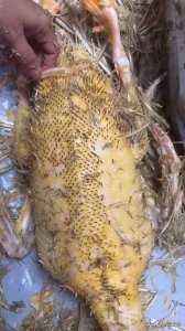 ​你还在为拔鸭毛不干净而困扰吗？花俩分钟看看这些技巧吧！