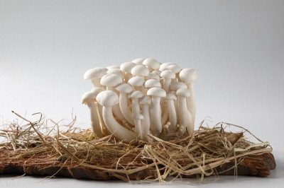 ​自己动手制作食用菌菌种：简单方法和成功经验分享！