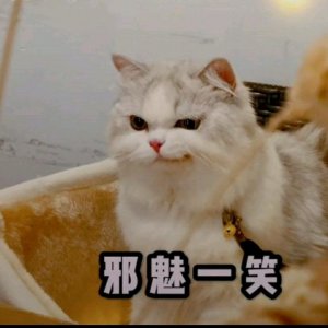 ​4本精品宠物文，带给你不一样的梦幻体验，保你书荒无忧