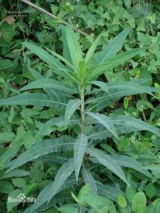 ​山莴苣，真正的秀色可餐