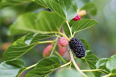 ​来自新疆特产黑桑葚干，它被称为“民间圣果”，营养是苹果的6倍