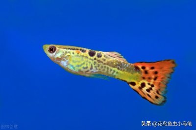 ​孔雀鱼小苗怎么养？注意这些事项，小苗长得会更好