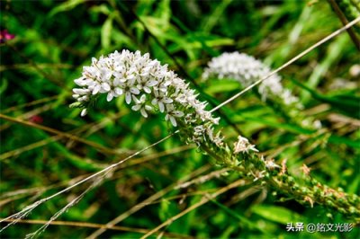 ​狼尾花开花白色小花繁密