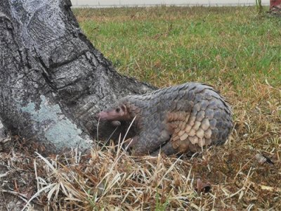 ​穿山甲溜进警营一点不怵 网友：会爬树的穿山甲头回见