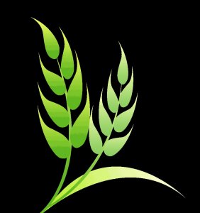 再添新鸟种!金腰燕族群落户明溪