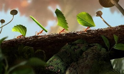 靠“种植”供养百万蚁族,天生长有金属牙齿,切叶蚁有多神奇?