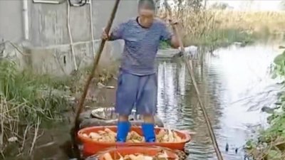 ​玉米收割机：去年收一亩地60元，今年涨到180块，村民要排队等