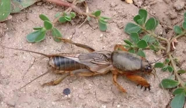 什么是益虫，什么是益鸟和益虫？图3