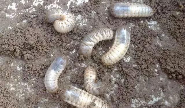 什么是益虫，什么是益鸟和益虫？图4