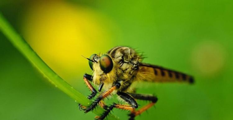 什么是昆虫什么是益虫