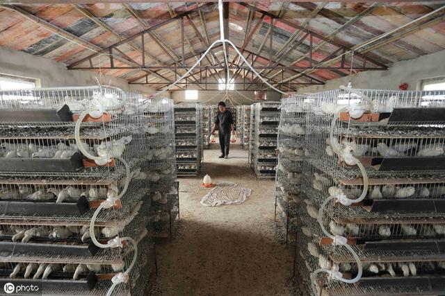 鹌鹑的养殖技术（肉质鲜嫩的鹌鹑）(2)