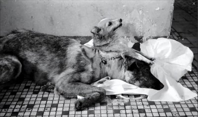 ​苏联最残忍的实验！制造双头狗，被移植的头竟然还能继续生长