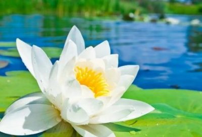 ​土茯苓的作用与功效 土茯苓有什么功效土茯苓有哪些功效