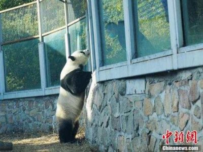 ​“越狱”大熊猫的围栏装上了防护挡板，看看萌兰怎么样了…