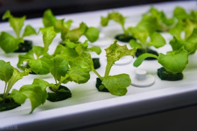 ​全民掀起在家“种菜热”？智能种菜机走俏市场