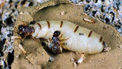 ​沦为“生育机器”的蚁后，一天产卵上万枚，最后却被子女吃掉！