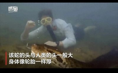 ​亚马逊再度发现200公斤巨蟒，为何亚马逊如此多巨蟒？