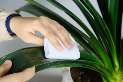 ​“君子兰”夹箭不开花，愁坏人！教你4招，花箭抽出开花艳！