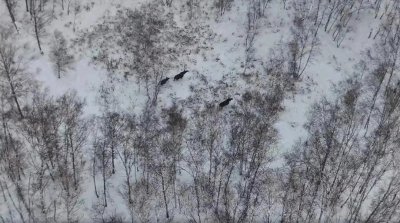 ​内蒙古惊现“犴达罕”，身形庞大重达千斤，能一脚踢飞凶猛的野狼