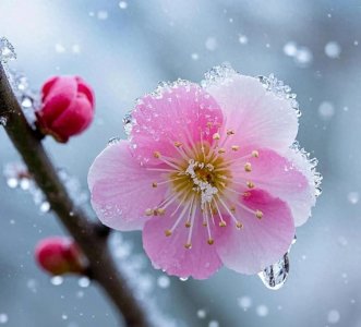 ​传颂千古的8首梅花绝妙诗词，代表了中国人独有的骨气