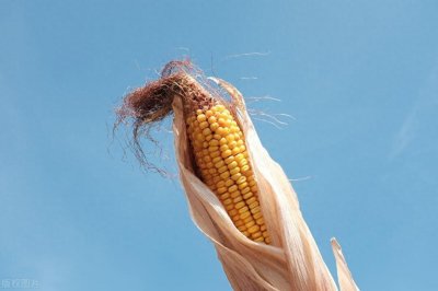 ​如今随处可见的玉米，当初究竟是从哪条路进入中国的呢？