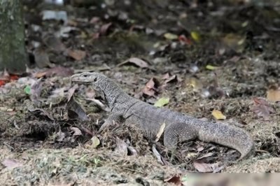 ​北京发现暗影巨蜥，身长一米多，全身鳞甲覆盖，有刀刃般的利爪
