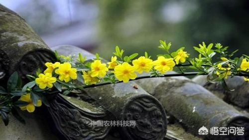 关于描写春天的古诗词有哪些(小学关于描写春天的古诗)-第1张图片-