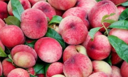 油桃怎么洗,白色纯棉衬衫上的油桃渍不小心弄的掉色图4