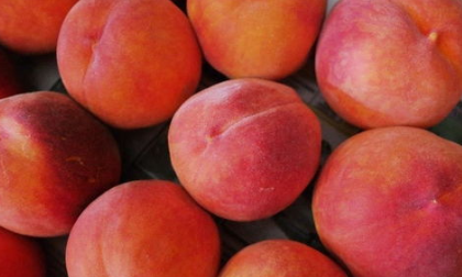 油桃怎么洗,白色纯棉衬衫上的油桃渍不小心弄的掉色图5