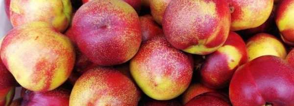 油桃怎么洗,白色纯棉衬衫上的油桃渍不小心弄的掉色图3