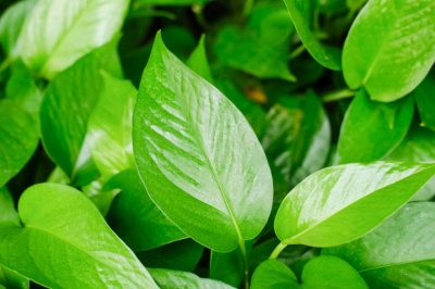 ​绿萝扦插快速生根方法，水培加白糖能快速生根吗