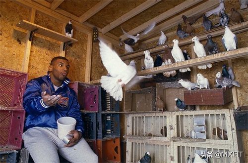 拳王泰森罕见的32张图，回顾拳王的传奇一生