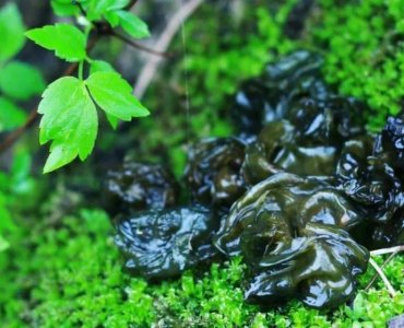 ​中国特色山野美食《地木耳》