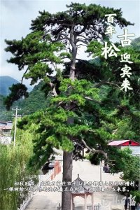 ​按图索冀｜百年古松迎宾来
