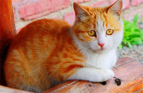 图集：分享一组可爱的小猫咪壁纸，赶紧来收藏吧