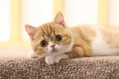 图集：分享一组可爱的小猫咪壁纸，赶紧来收藏吧