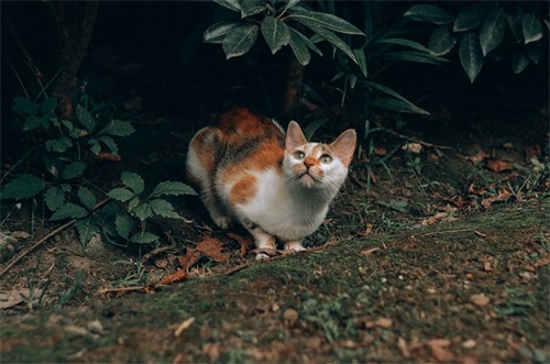 图集：分享一组可爱的小猫咪壁纸，赶紧来收藏吧