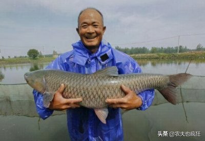 ​青鱼是海鱼还是淡水鱼（四大家鱼之首青鱼简单介绍）