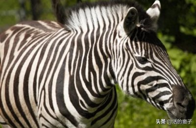 ​视觉上的伪装：黑白条纹的生态功能