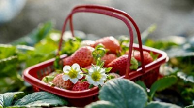 ​四大草莓园春节甜蜜不打烊，来宝山罗泾共尝“莓好”