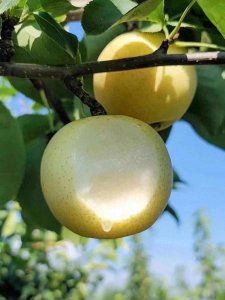 ​博望黄金梨，又到成熟季节