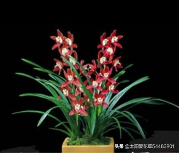 ​墨兰开花期间怎么养护好？学会5个方法植株开花旺盛又防落花落蕾