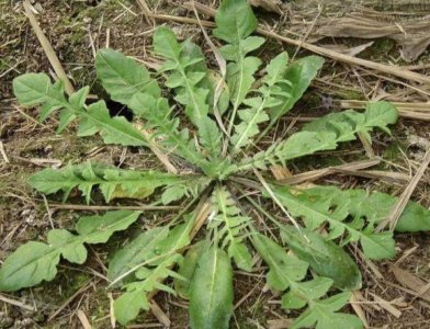 ​早春的美味，地米菜