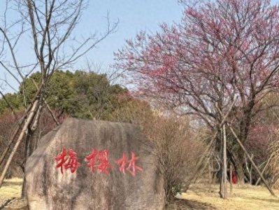 ​上海顾村公园早樱初绽！一起来开启浪漫赏花季