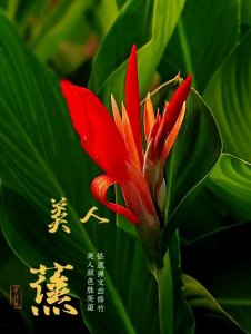 ​植物图鉴 09 | 美人蕉，美人颜色胜芙渠