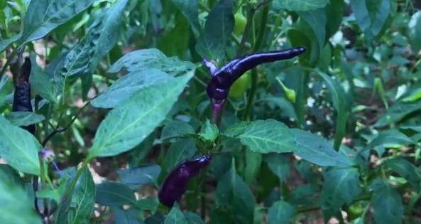 李子柒的后院曝光,看清她种植的食材,网友:向往的生活!